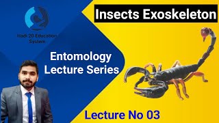 Insects Exoskeleton In Urdu Hindi  Insects Endoskeleton  Lecture No 03  Entomology  BS Zoology [upl. by Anaitat930]