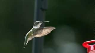 Free Slow Motion Footage Hummingbird [upl. by Fortier206]