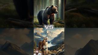 Predator Fight Grizzly Bear vs Puma short shorts animals wildcats bigcats wildlife [upl. by Yclek]