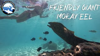 Friendly Giant Moray Eel  Snorkeling in Moorea French Polynesia [upl. by Inwat]