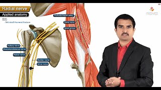 Radial nerve Anatomy USMLE Origin Course innervation Saturday night palsy Wartenberg’s syndrome [upl. by Brad]