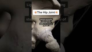 The Hip joint trending anatomy explore usa us jersey english bones medical [upl. by Brom]