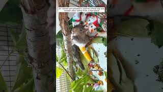 Rescue squirrel kittenrescue rescue squirrel save animals animalrescue [upl. by Grindle]