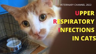 Veterinary Internal Medicine The Prevention And Treatment Of Upper Respiratory Infections In Cats [upl. by Letch]