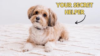 5 Things Your Shih Tzu Does for You Without You Knowing [upl. by Yrkcaz]