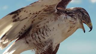 Ferruginous Hawk on set for Promotional Video [upl. by Dafodil]