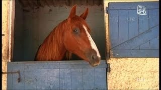 Territoire au Haras de Font Divie  Marguerittes Partie 1 [upl. by Annaehs]