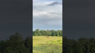 Nilambur Forest wildlife elephant animals love [upl. by Oruasi]