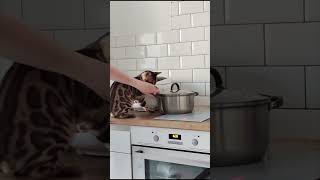 Cat Detroit Whats Delicious Here america funnyvideos leopard detroit bengalcat [upl. by Hew]