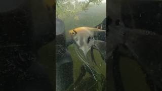 Angelfish breeding தோல்வி 👎🏻 angelfish fishbreeding shorts youtubeshorts ytshorts trending [upl. by Gnut]