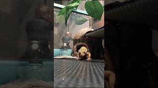 Feeding Bearded Dragon and Leopard Gecko song is At Me by Drainhair [upl. by Nyrak629]