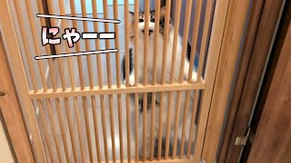 2日ぶりに帰宅したら長毛猫が大鳴きだった【サイベリアン】 [upl. by Lemcke106]