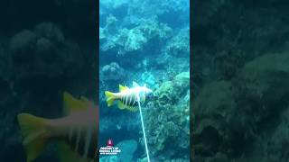 I lost the best fish spearfishing [upl. by Eliseo931]