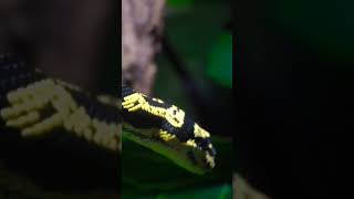 Snake YELLOW amp Black Snake [upl. by Sankaran]