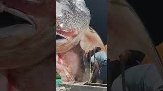 Fish r man life రిస్క్ వుండొచ్చు రిస్క్ లేనిదే ప్రయాణాలు లేదు [upl. by Sire442]