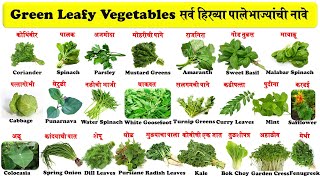 green leafy vegetables name in english and marathi with pictures  सर्व हिरव्या पालेभाज्यांची नावे [upl. by Anail959]