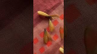 firefly bugs insect alitaptap beetle tropical larvae philippines shorts subscribe like❤️ [upl. by Geminian]