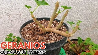 geranios cuidados en invierno chuyito jardinero [upl. by Kcirredal146]