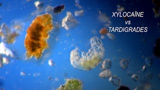 TARDIGRADA vs XYLOCAINE [upl. by Eeluj522]