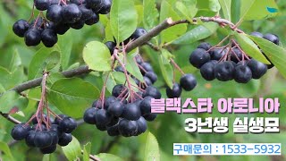 신바람 플랜트 협력농가 판매상품 나무장터com블랙스타 아로니아나무 묘목  실생묘 [upl. by Atteniuq817]