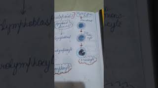 Formation of Lymphocytes and Monocytes physiology wbc leucopoisis [upl. by Slin150]