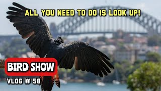 FREE FLIGHT BIRD Show at Taronga Zoo with Amazing Sydney City Backdrop [upl. by Locin]