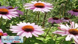 Echinacea Purple Coneflower Seeds from Seeds Review [upl. by Rednasyl]