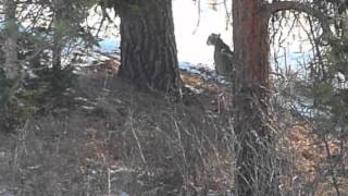 Cougar vs Coyote Round Two  22Dec12 [upl. by Flosser721]