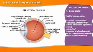 OCHIUL ORGAN AL VEDERII [upl. by Hilaria]