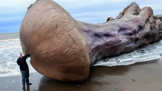 17 Strangest Things Washed Up on Beaches [upl. by Nos]