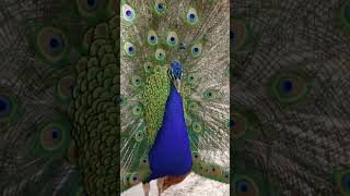 El Majestuoso Mundo del Pavo Real [upl. by Margit578]