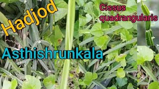 Hadjod Benefits of asthishrunkala  Cissus quadrangularis all information अस्थिशृंखला [upl. by Eirellam941]