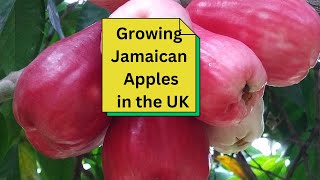 Growing Jamaican Apples in the UK [upl. by Thetis]