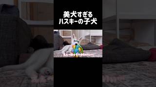 美犬すぎるハスキーの子犬 シベリアンハスキー ハスキー ハスキー犬 [upl. by Hedve]