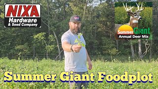 Summer Giant Foodplot  KOAM Outdoors Nixa Hardware [upl. by Olecram]