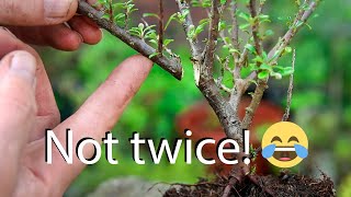 How to style cotoneaters for bonsai from nursery stock [upl. by Shanda]