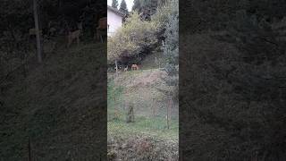 GlosterampReneta z MAMUSIĄ 🦌🦌🙂 [upl. by Spatola65]