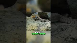 Serpentes venenosas As cobras vermelhas e sua relação mortal com as aves naturezacuriosa [upl. by Eelta]