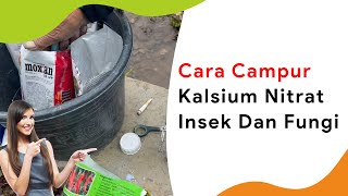 Campuran untuk Pupuk Kalsium Nitrat Insek dan Fungi [upl. by Beach]