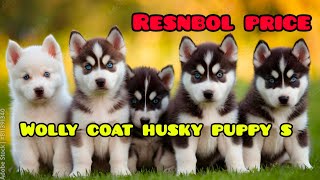 91 93904 92206📱wooly coat husky puppys forsale [upl. by Aizitel]