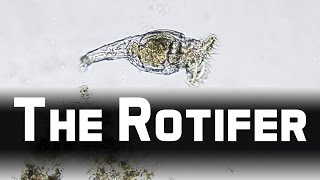 Howies Lab  Wheel animals Rotifer [upl. by Colier]