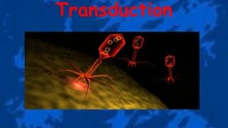 Transduction in Bacteria [upl. by Claus]