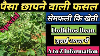 Sem ki high production kheti सेम फली कि सम्पूर्ण जानकारीdolichos farmingbalod farming [upl. by Asiul]