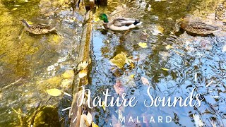 Mallards in Autumn Brook  Relaxing Nature Sounds 小川の水音とマガモ [upl. by Abdel89]