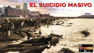 16  El suicidio masivo  Historias de Mar del Plata [upl. by Aikin344]