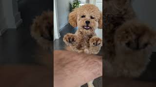 Dog Training  Cavapoo doglover doglife cavapoopuppy [upl. by Namreh]