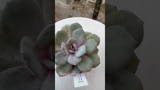 ECHEVERIA Matcha Cake echeveria jardin suculentas [upl. by Kacey]