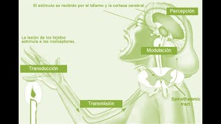 Clase 2 Modulación del dolor [upl. by Htenek]