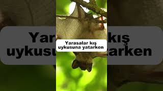 Baş aşağı neler yapılır  Yarasa özellikleri  Vahşi yaşam [upl. by Nahsrad]