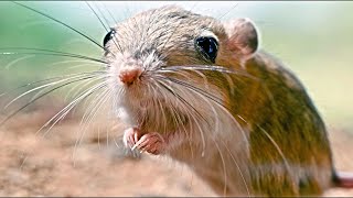 Kangaroo Rat Desert is The Ideal Condition to Live [upl. by Eillil]